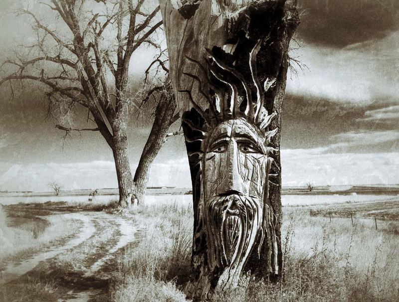 Illustration for article titled 27 Photos Of Barenaked Trees
